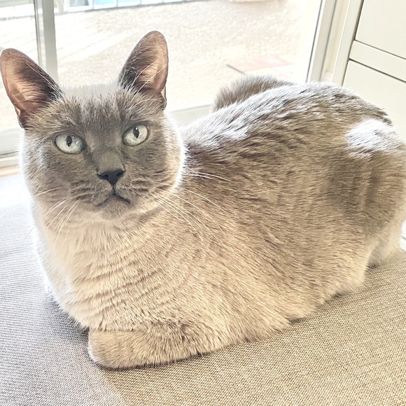 Meet your Posher, Anne - Picture 1 of 1